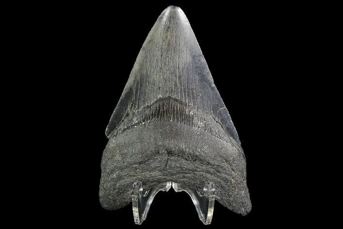 Fossil Megalodon Tooth - South Carolina #90760